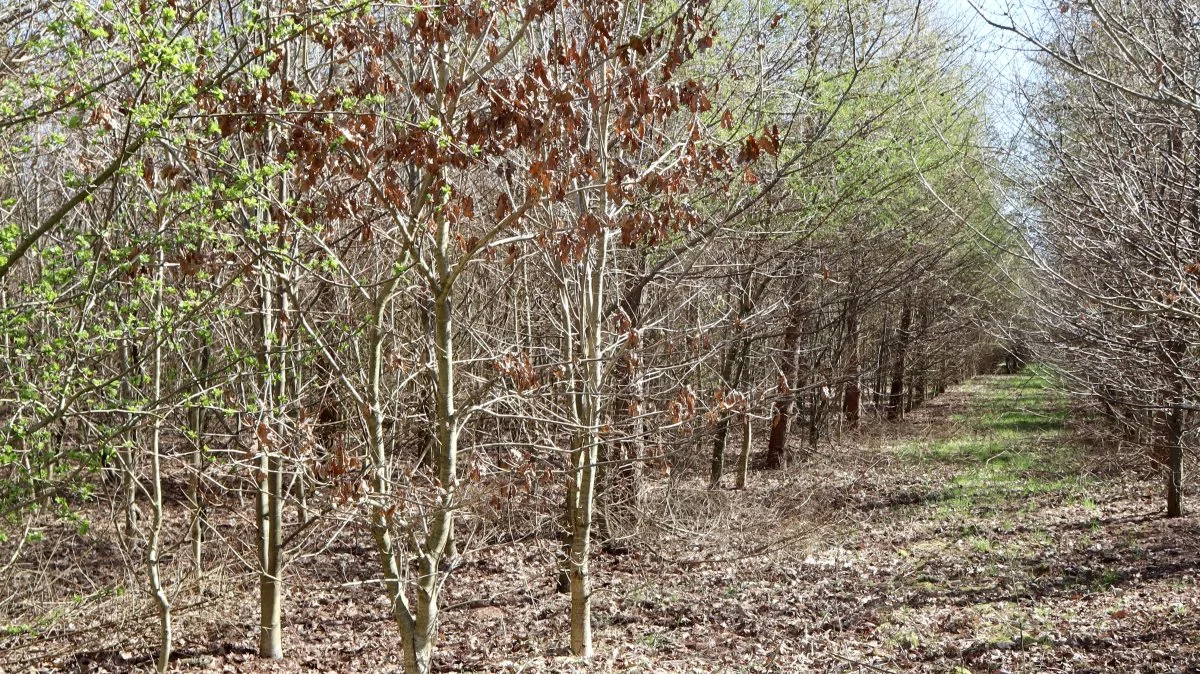 Under corona-pandemien er skovene i Danmark blevet besøgt i stærkt stigende omfang. Naturstyrelsen etablerer cirka 200 hektar ny statsskov hvert år, hvilket svarer til at plante omkring 600.000 træer årligt. Arkivfoto