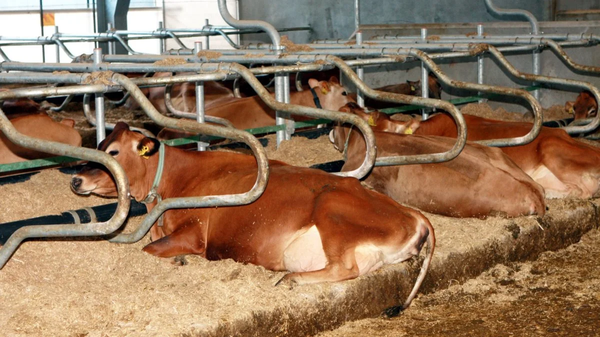 - En robust og bæredygtig bedrift handler om, at tingene hænger sammen, både personligt, fagligt og økonomisk. Og at ejer selv har noget at stå imod med, påpeger rådgiverne fra Landbrugsrådgivning Syd. Arkivfoto