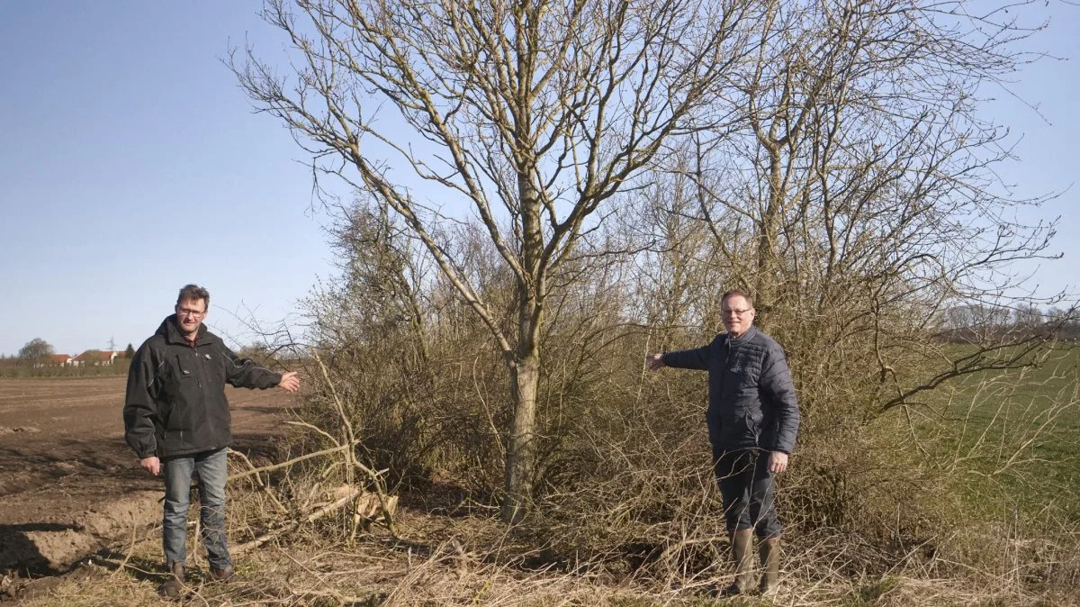 Mælkeproducent Niels Erik Maegaard (tv) viser her folketingsmedlem Erling Bonnesen et nyt hegn, som er etableret på bar mark i 2001. Det brede hegn har med naturens egen kraft skabt en digeformation, som er 20-30 cm over markniveauet.