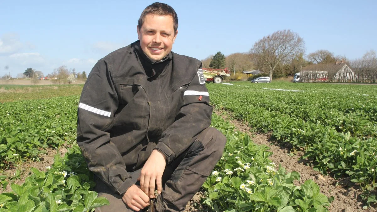 Martin Knudsen, der i alt har seks hektar med jordbærplanter på Kærsgaard i Hjadstrup, glæder sig over, at jordbærrene, der har været overdækket med fiberdug og plast, har sat mange flotte blomster. Fotos: Henriette Lemvig