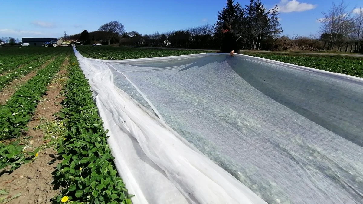 Så snart jordbærrene har fået blomster, tåler de ikke frostgrader. Martin Knudsen er derfor meget opmærksom på at følge med i kuldegraderne og klar med overdækningen igen, hvis det bliver nødvendigt.