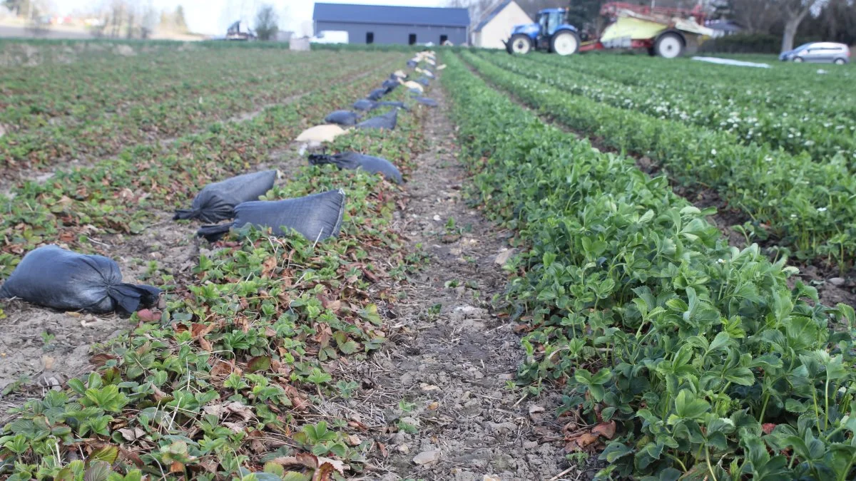 Forskellen mellem de jordbærplanter, der har været overdækket med fiberdug og plastik, og de der »har klaret sig selv«, er enorm tydelig på denne tid af året. Årsagen til, at cirka en ud af de seks hektar med jordbær er overdækket, er for at strække sæsonen med frilandsjordbær.
