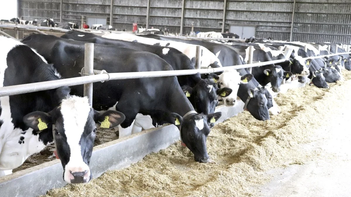 Arla-mælkeproducenter er blandt verdens mest klimaeffektive. Arkivfoto