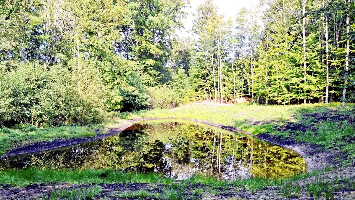 Miljøminister Lea Wermelin lancerer nu en hjemmeside, hvor man kan følge sin kommunes bud på det vildeste naturprojekt – og se hvad andre kommuner finder på for at skabe mere vild natur i Danmark. Arkivfoto

