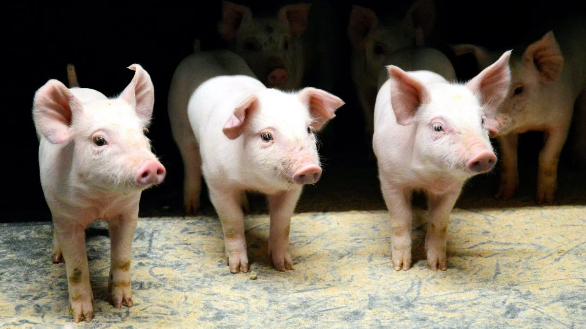 Smågriseproducent Anders Rold har haft med at implementere fravænning uden brug af medicinsk zink i de varme sommermåneder. Det er et råd, han gerne vil give videre, lyder det i en artikel fra Svineproduktion.dk. Arkivfoto: Camilla Bønløkke