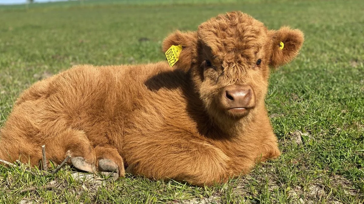 Igen i år kåres Dyrskuets sødeste kalv. Her sidste års vinder, Ralf fra Syberg Kvæg i Kerteminde.