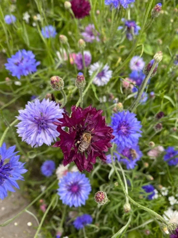 Der bliver med de mange blomsterstriber bedre levevilkår for blandt andet bierne. Foto: Karina Laugaard Kristensen