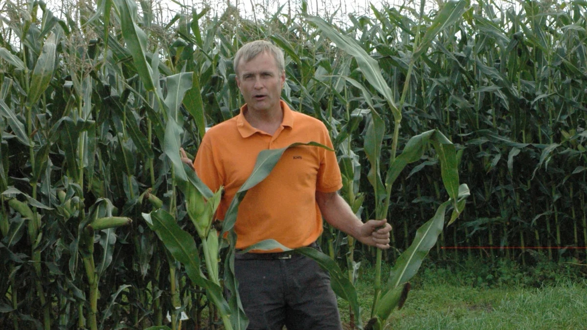 Ken Brink, produktchef hos KWS, maner til besindighed i forhold til majssåningen. - Majs stiller store krav til jordtemperaturen under spiringen, så skynd dig langsomt, råder han. Arkivfoto