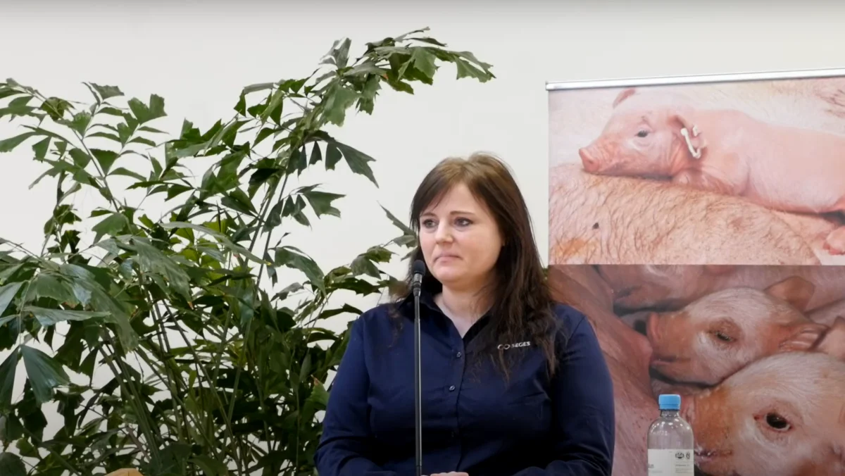 Ifølge Trine Friis Pedersen fra Seges, så afspejles pattegrisens råmælksoptag direkte i dens overlevelse. Fotos: Camilla Bønløkke