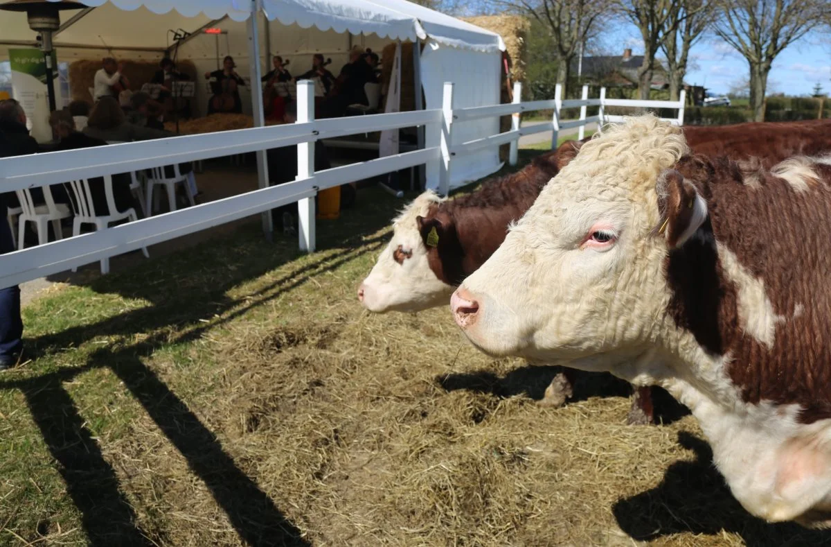 De fritgående hereford-køer var næsten med på forreste række under cellokoncerten på Stevns. Foto: Niels Okking