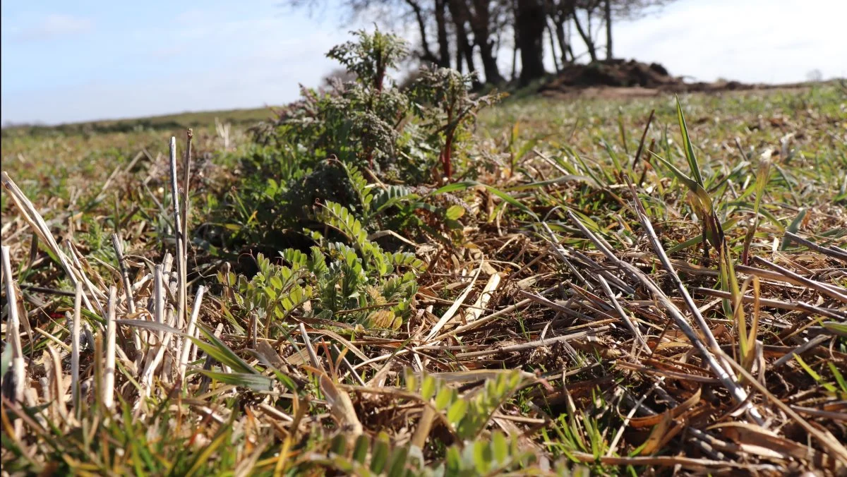 Regeringen og Miljø- og Fødevareudvalget skal bruge løsninger, som både varetager klimahensyn og fokuserer på biodiversitet i bred forstand, i landbrugets grønne omstilling, skriver de tre organisationsformænd. Arkivfoto