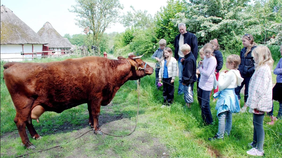 Her ses en gammel rød dansk malkeko i Den Fynske Landsby. Arkivfoto