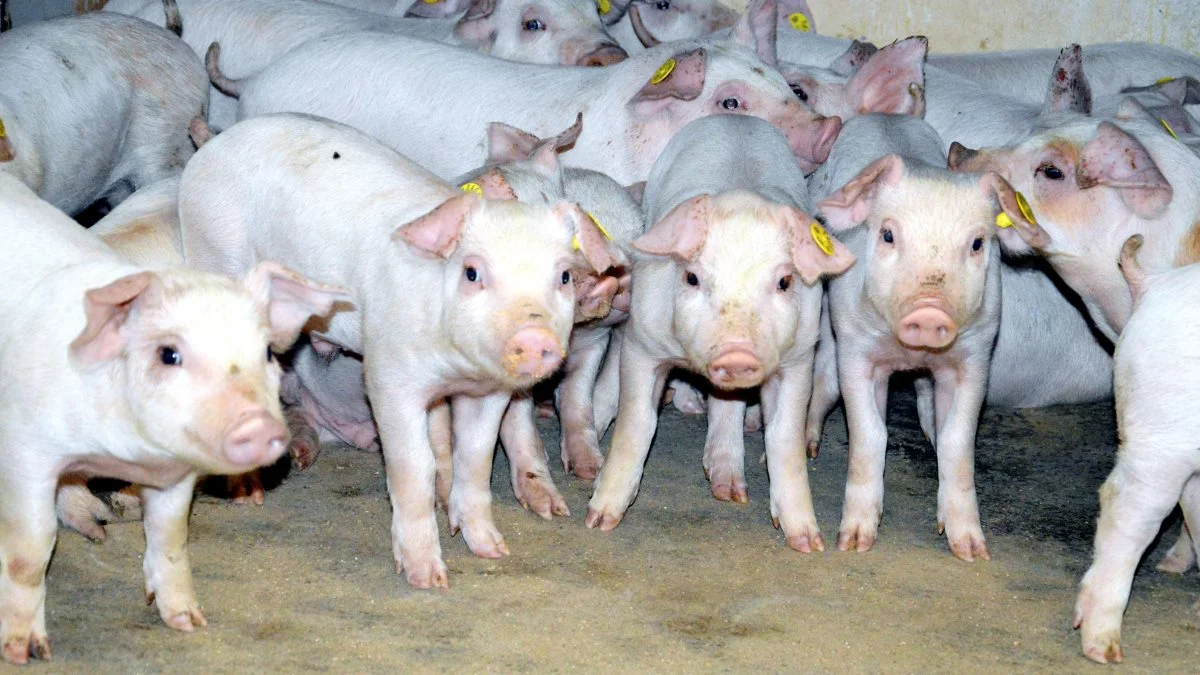 Ifølge Seges Svineproduktion har Fødevarestyrelsen ved kontrolbesøgene frem til november blandt andet stor fokus på, om producenterne følger dyrlægens anvisninger og om der er korrekt registrering af lægemidler til flokbehandling. Arkivfoto: Camilla Bønløkke