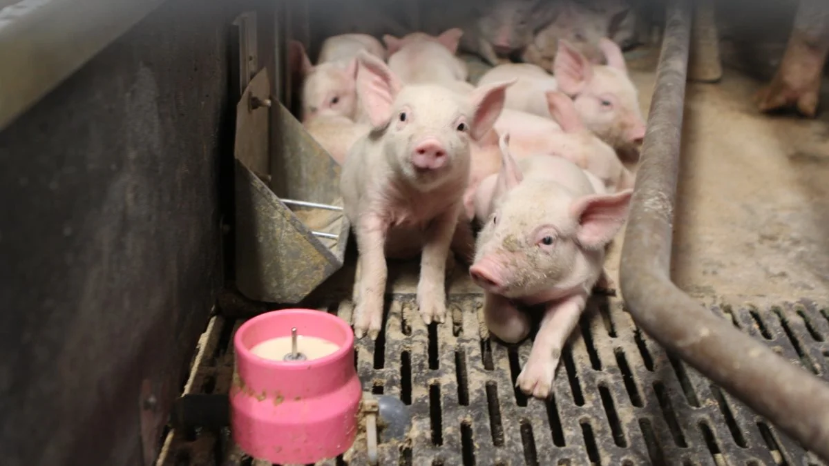 Ifølge salgskonsulent Morten Sloth Pedersen fra foderfirmaet Nutrimin, peger flere dyrlæger på en mulig sammenhæng mellem et stort optag af mælk fra mælkekop-anlægget og pattegrises evne til at omsætte det syntetiske E-vitamin, der ofte findes i mælkeerstatning. Det fortæller konsulenten om i det seneste Nutrimin Ugenyt. Arkivfoto