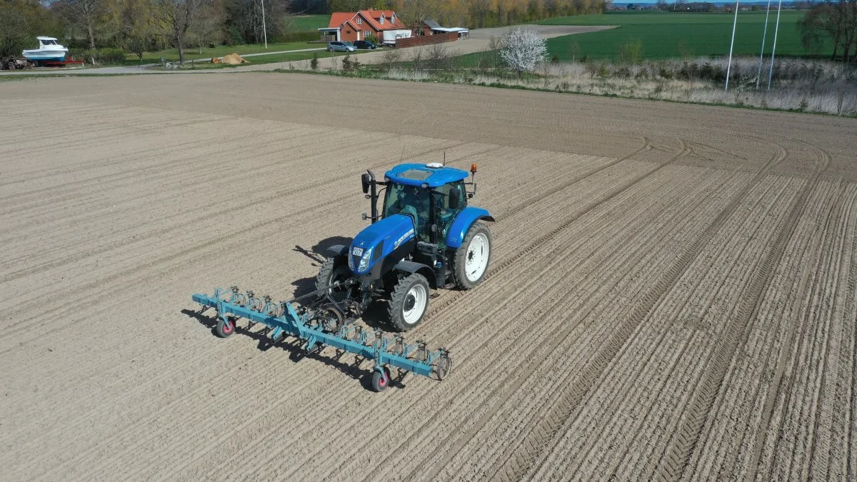 Skorpebryder fra Rågeskovgård på Lolland kan måske »skubbe« til planteantallet, så det kommer op på det minimalt ønskede 60-70.000 planter pr. hektar.  Foto: Agrofoto