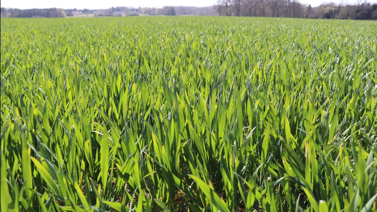 Det er sorten KWS Leif, som nu står kraftig og tæt busket på Gunderslevholm efter at have fået Biocrop Opti-P mikronæring i efteråret.