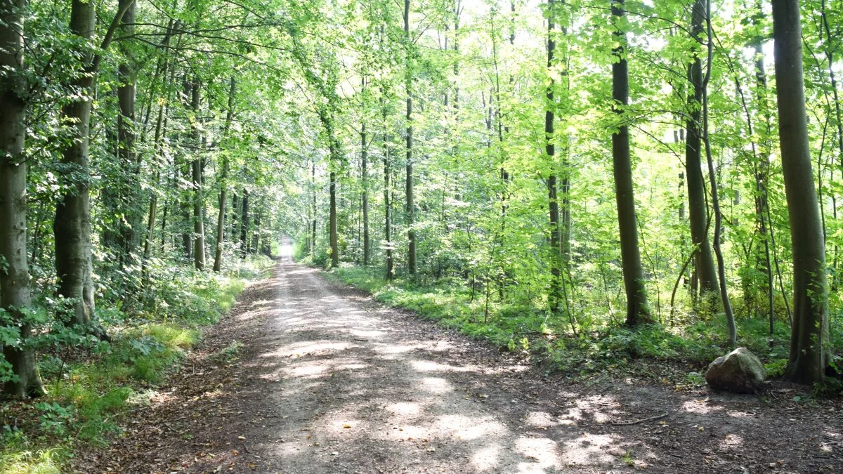 Naturnationalparker er vejen frem for at sikre den danske natur, mener Trekløveret bag de kommende naturnationalparker. Arkivfoto