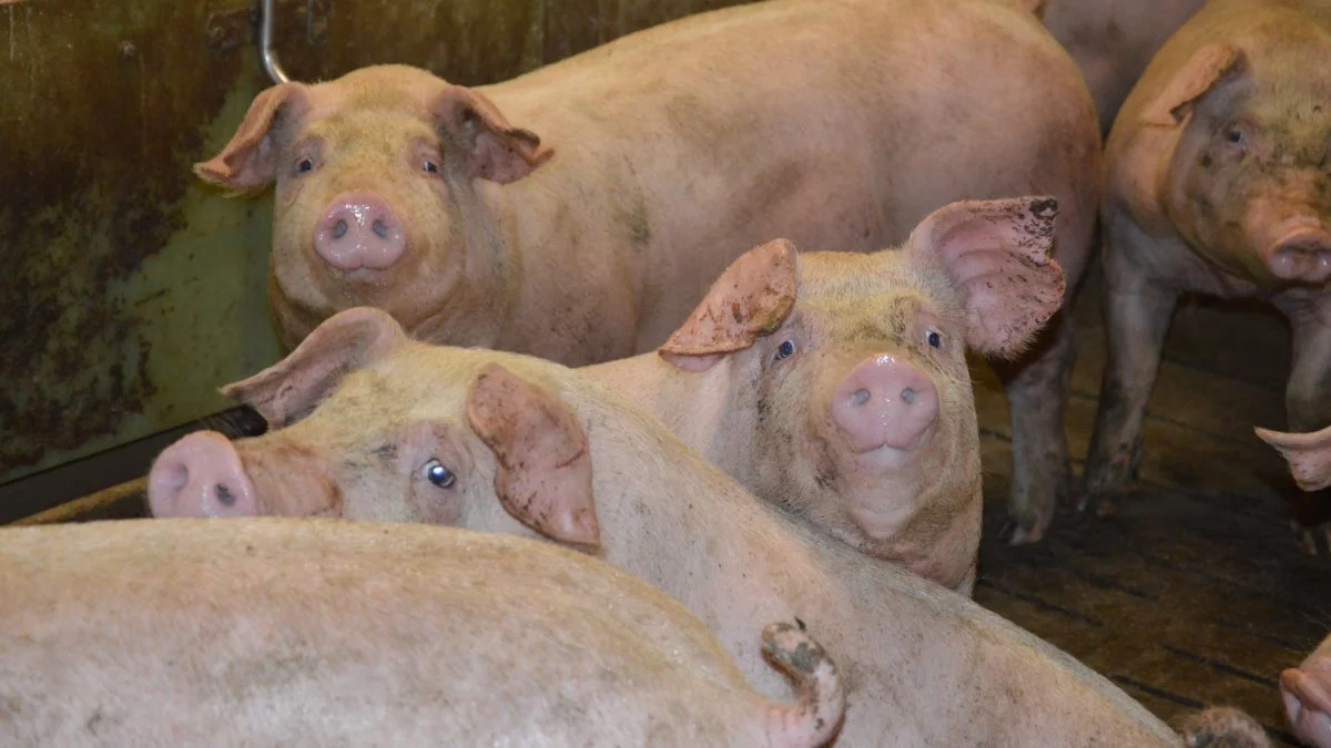 Få nogle af de mange gode råd fra Produktionskoncept Slagtesvin, når Seges Svineproduktion inviterer til gratis webinar fredag den 28. maj. Arkivfoto: Camilla Bønløkke