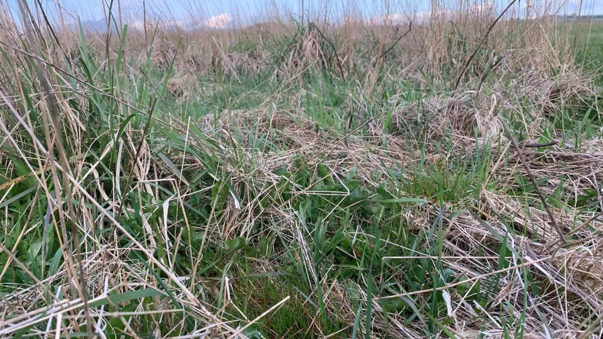 Lad ting være hvis det har alder. Skab kun nyt hvis det helt mangler. Det er kodeordet for at opnå de bedste betingelser for insekter, til gælde for blandt andet agerhønsenes kyllinger.