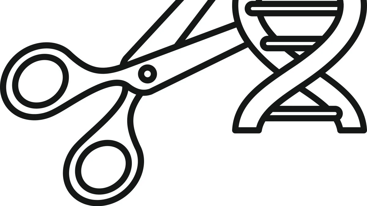 Med Crispr/cas9-teknologien kan man populært sagt klippe i gener og på den måde ændre deres resistens overfor vejrlig og sygdomme. På den måde kan man mindske brugen af blandt andet sprøjtemidler. Foto: Colourbox