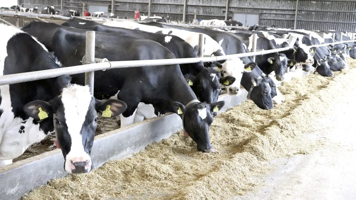 Lovgivning får som konsekvens, at en del mælkeproducenter skal justere deres staldanlæg. Arkivfoto