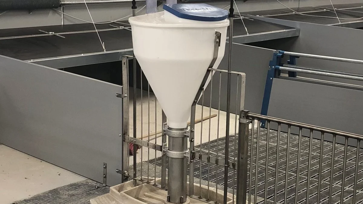 Kapaciteten i rørfoderautomaten fra Vissing Agro er 60-70 smågrise og 40-50 slagtesvin afhængig af fodertype, oplyser producenten. 