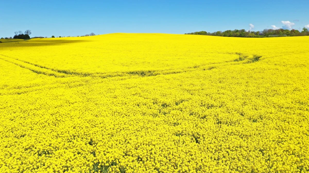 Der blev sidste år dyrket 146.000 hektar raps i Danmark. Det var faktisk noget mindre end tidligere år. Foto: Per Jørgensen