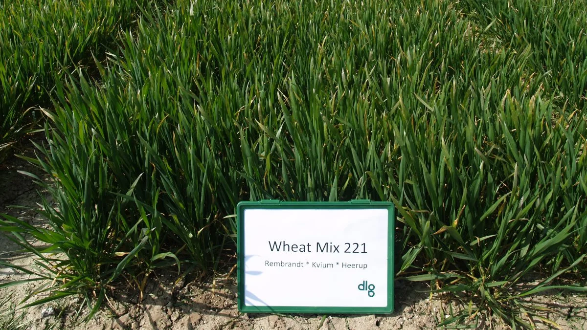 En af DLG’s mest populære hvedesortsblandinger er Wheat Mix 221 bestående af sorterne Heerup, Rembrandt og Kvium, der er udvalgt fordi de kompenserer for hinandens svagheder, så de løfter i flok og sikrer et godt og stabilt udbytte.