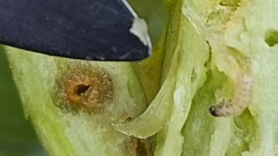 Generelt er der i øjeblikket få insekter i rapsen. Men bladribbesnudebillens larve er set og flere steder behandlet med Avaunt, som også virker mod glimmerbøsser. Fotos: Agriadvice