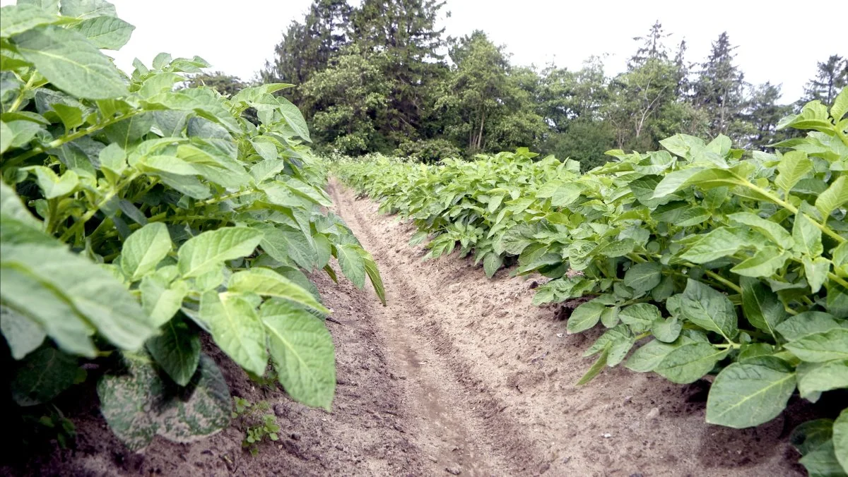 Biostimulanter anvendes typisk som forsikring mod ikke-biologiske stresstyper som for eksempel tørke, varme, kulde og oversvømmelse. Syngenta har netop præsenteret deres første biostimulant til brug i kartofler.