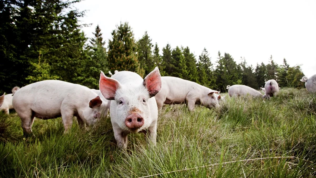 Et nyt netværksprojekt under GUDP skal indsamle viden om skovlandbrug. Det oplyses i nyhedsbrevet Friland NYT. Arkivfoto