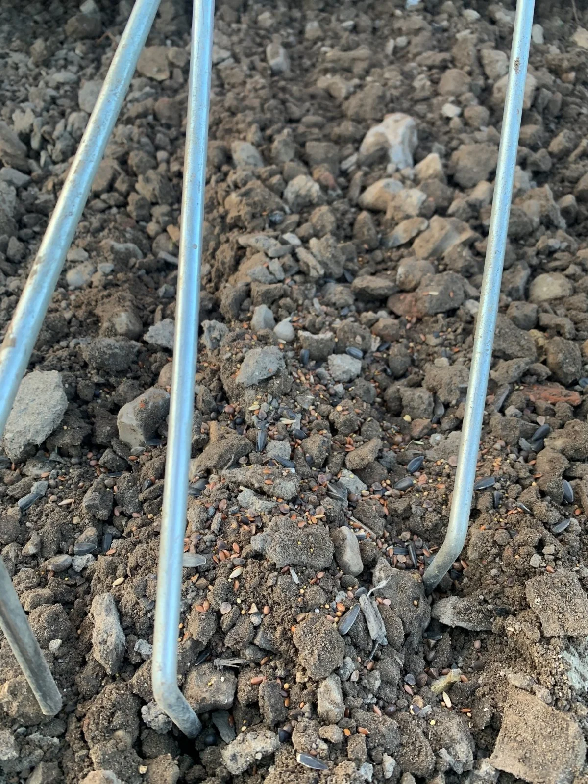 Frøene skal sås i en dybde af en til to centimeter. - Men oven på jorden er faktisk også ok, siger Mikkel Dreyer. 