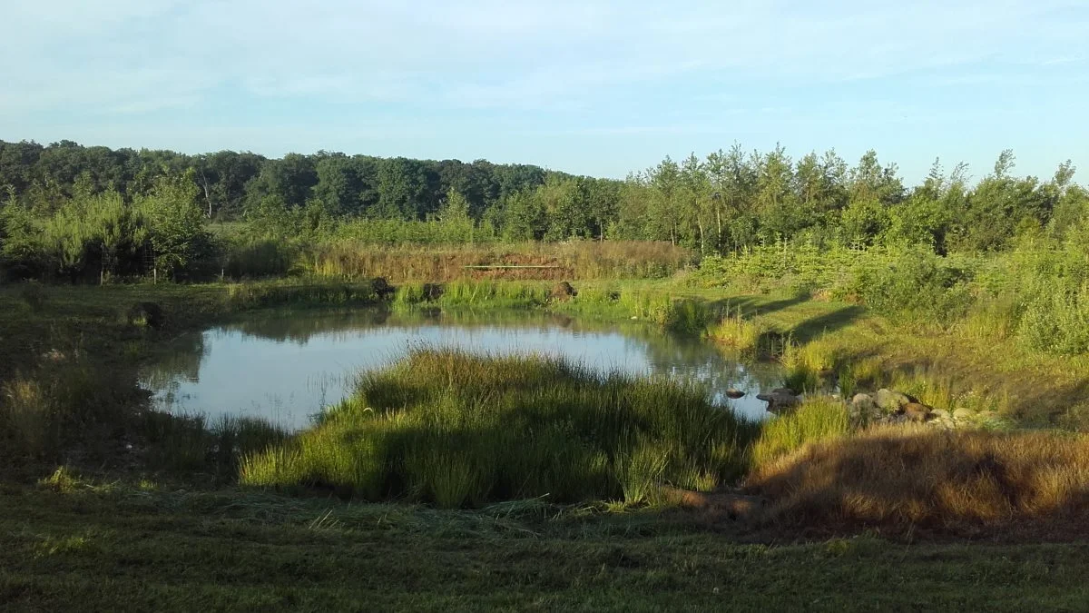 Det er muligt at søge støtte til etablering af vandhuller over 600 kvadratmeter. Tilskuddet er 15.000 kroner pr. vandhul. Alternativt kan der søges om etablering af minivådområde. Her er projektet 100 procent støtteberettiget. Fotos: LandboSyd