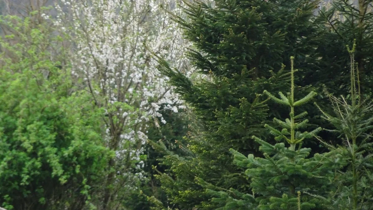 Der er mange muligheder for økonomisk støtte til skovrejsning eller andre naturforbedrende tiltag. En af ordningerne er »Skov med biodiversitetsformål«, hvor der kan søges tilskud til fremme af biodiversiteten.