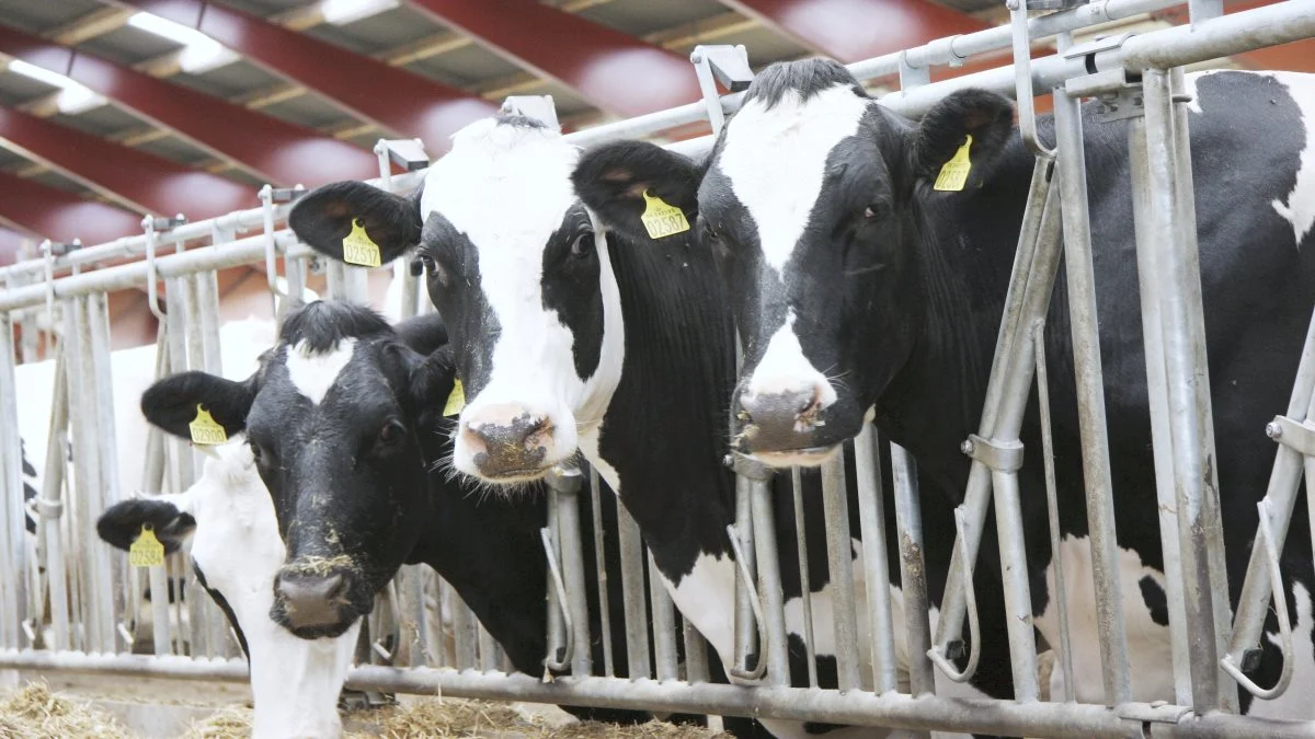 Det vil være dårligt for klimaet, hvis Danmark skærer i sin husdyrproduktion, mener WRI i ny rapport. Foto: Tenna Bang