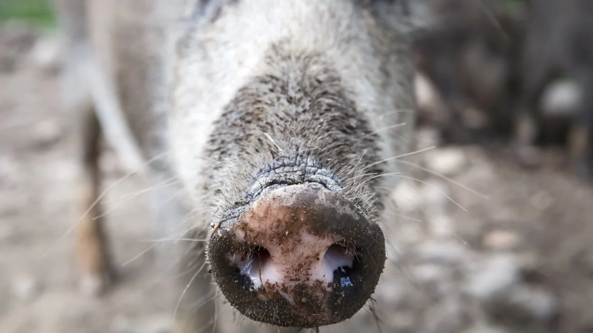 Nu har amerikanske forskere taget et skridt nærmere en ASF-vaccine til vildsvin. Foto: Colourbox.