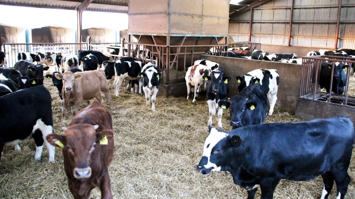 Der er flere muligheder, hvis man vil producere krydsningskvier til slagt. På et webinar blev de tilhørende klogere på, hvordan man kan gøre, og hvad man kan forvente i forhold til kviernes præstation og økonomi. Arkivfoto