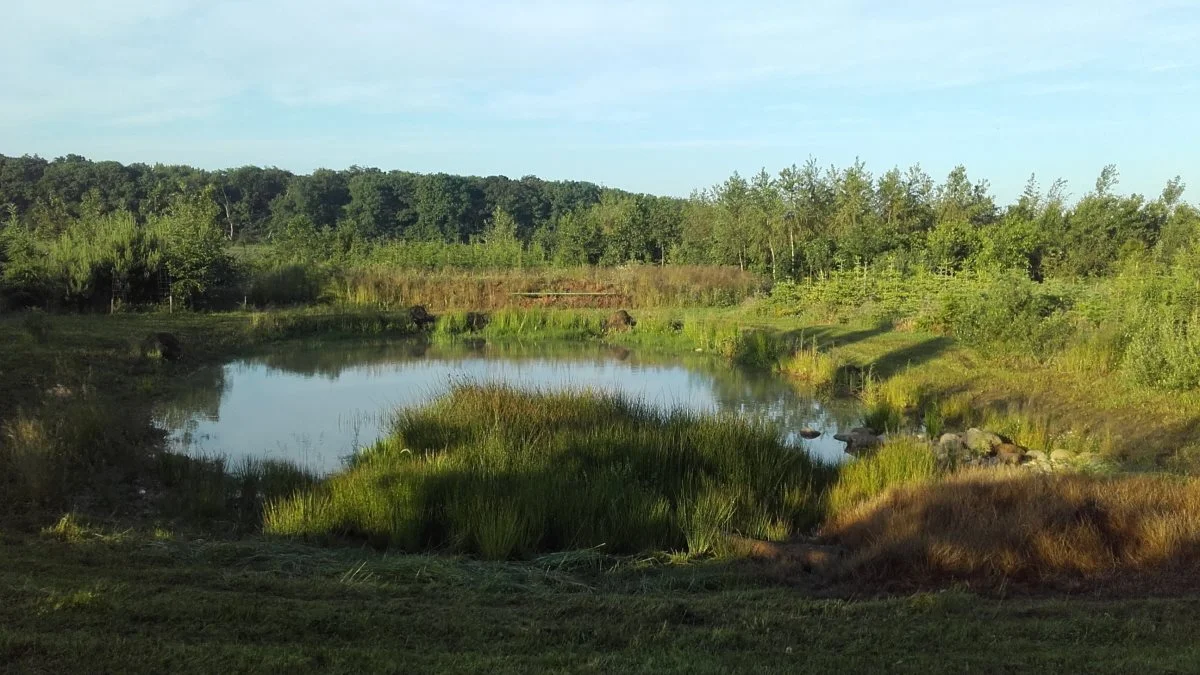 Det er muligt at søge støtte til etablering af vandhuller over 600 kvadratmeter. Tilskuddet er 15.000 kroner pr. vandhul. Alternativt kan der søges om etablering af minivådområde. Her er projektet 100 procent støtteberettiget. Fotos: LandboSyd