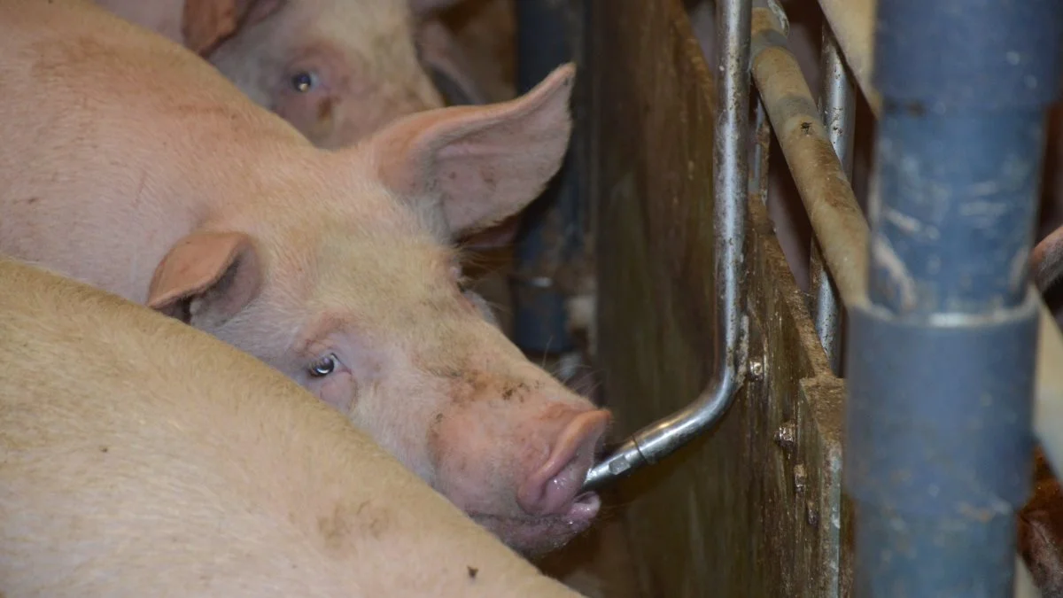 Fodervirksomheden Nutrimin sætter i deres nyhedsbrev blandt andet fokus på de gode rutiner omkring vandforsyningen i svinestalden. Arkivfoto: Camilla Bønløkke