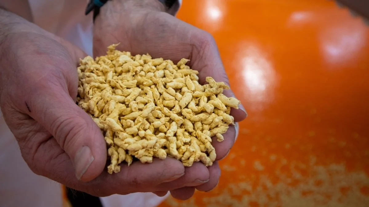 Planteproteinet fremstilles som såkaldt teksturerede stykker i forskellig størrelse og med bid i ligesom kød. Det sker under varmebehandling med en såkaldt ekstruder-teknologi, der også kan bruges af andre industrier til at forme blandt andet kiks og andre fødevarer eller foder og blandt andet plast. Foto: Flemming Erhard.