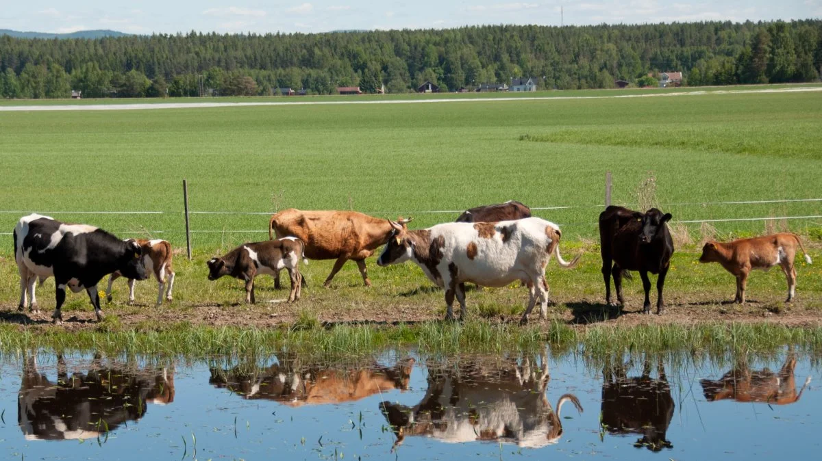 Norsk Dølafe var en af racerne i undersøgelsen, der viste det højeste niveau af de gunstige oligosaccharider. Foto: NordGen
 
