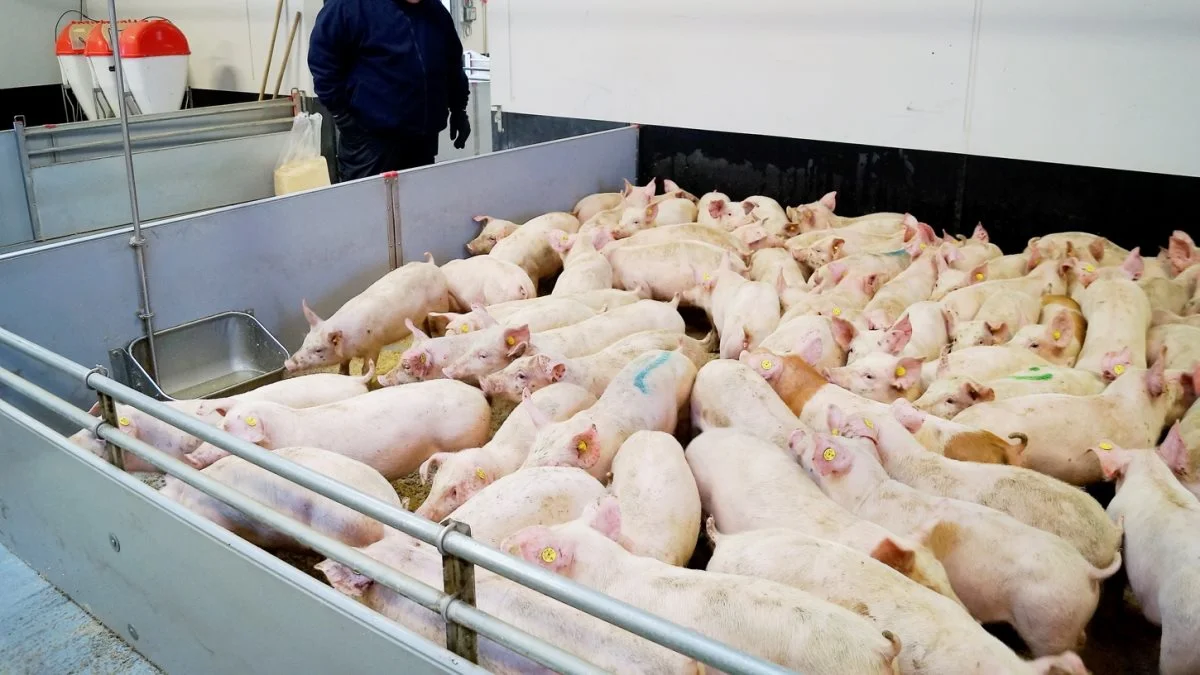 Leverandører af slagtesvin til Danish Crown kan forvente at få 11,30 kroner pr. kg for slagtesvin i vægtklassen 72 til 96,9 kg. Foto: Henrik Sieben