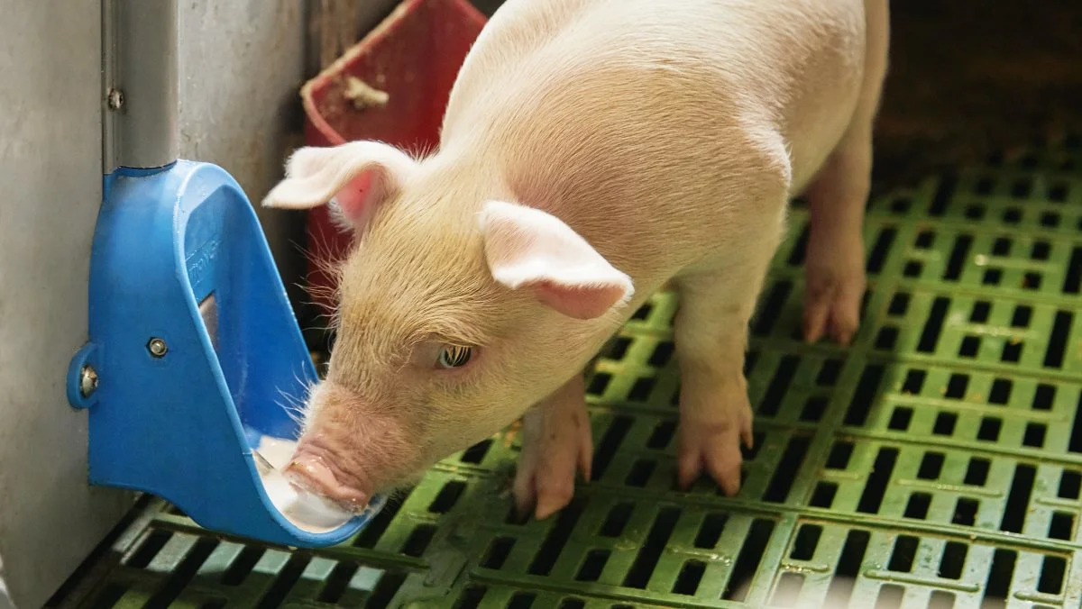 Selvom størstedelen af AB Neos forretning kommer fra svineproducenter, undersøger virksomheden mulighederne for at levere foder til andre brancher.