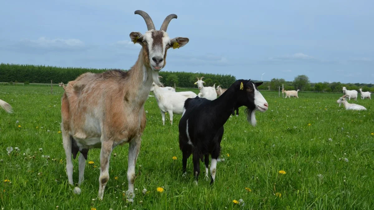 Hos Nørgaards Geder kan man møde malkegederne og smage de forskellige gede-produkter.