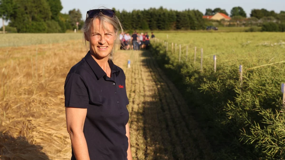 Planteavlsassistent Lene Bjørnsbo, Velas, giver gode råd til blandt andet svampebekæmpelse i vinterraps. Arkivfoto: Henriette Lemvig