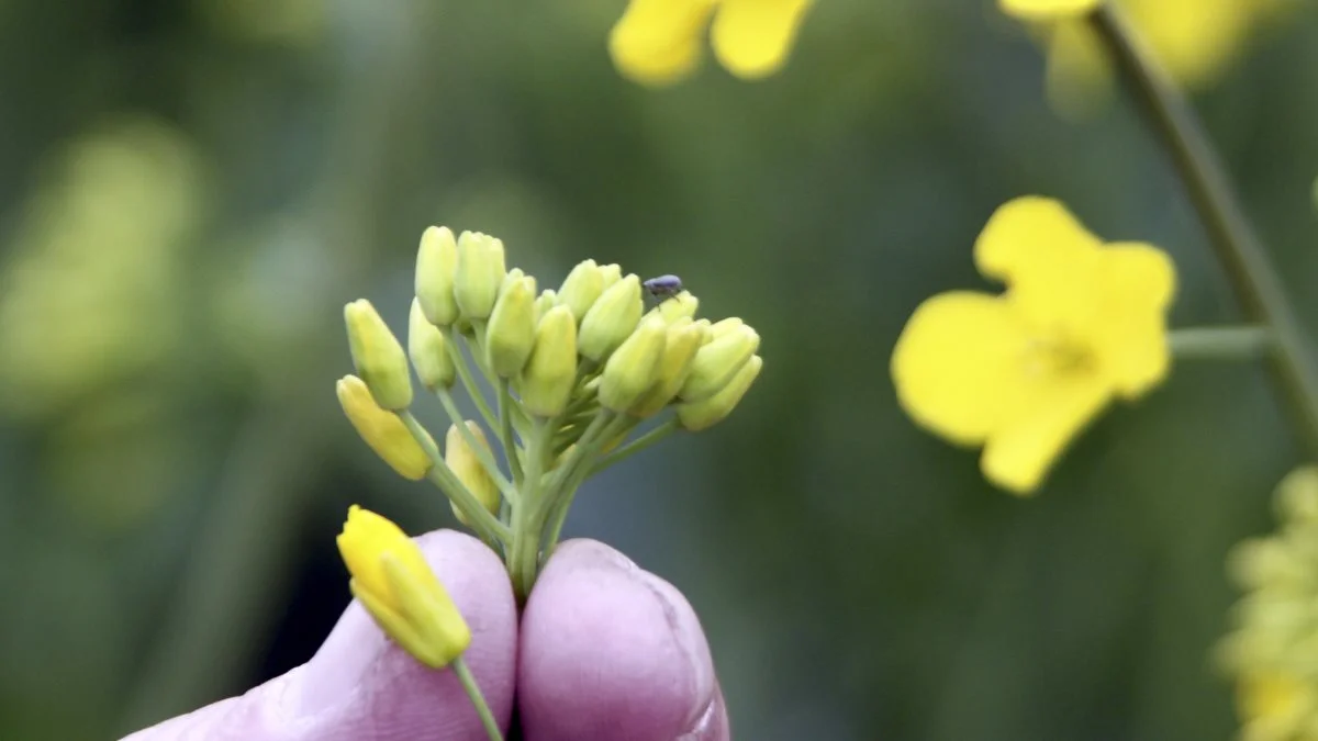 - Vi finder kun få skulpesnudebiller, og forventer ikke behov for behandling nu, men undersøg altid egne marker, råder Lene Bjørnsbo. Skadetærsklen for skulpesnudebiller er en til to biller pr. plante under hele blomstringen. Arkivfoto.