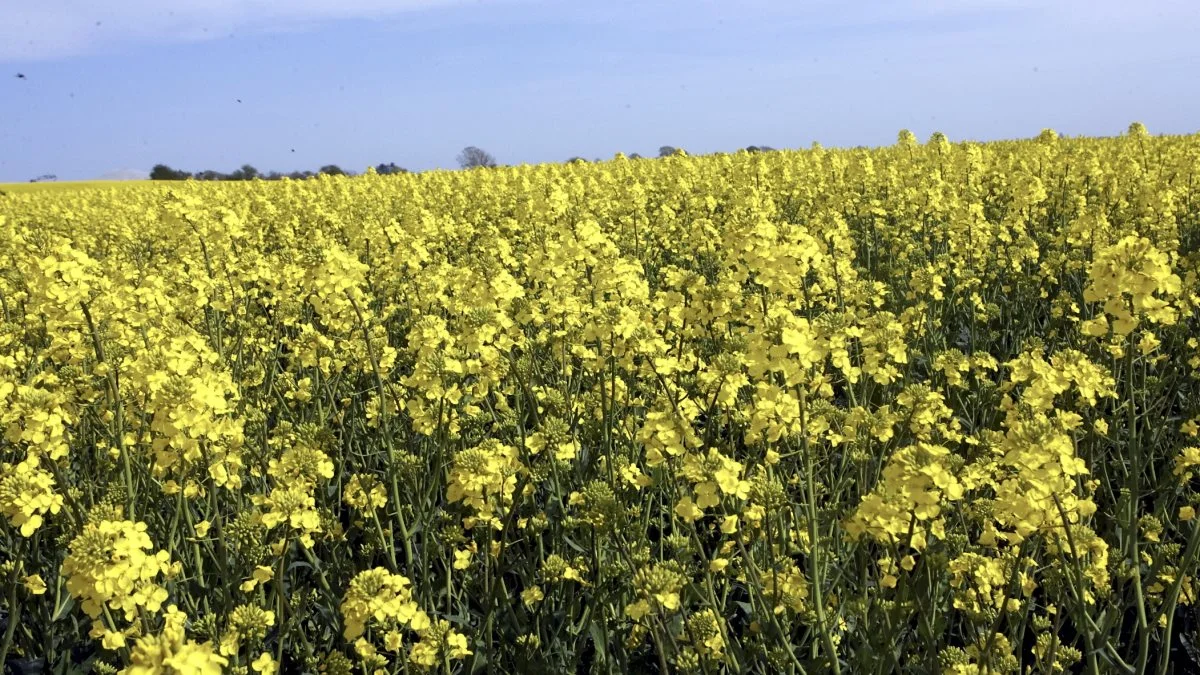 Det fugtige vejr øger risikoen for angreb af knoldbægersvamp, gråskimmel og skulpesvamp i vinterraps. Det bedste tidspunkt for bekæmpelse er stadie 65, hvor 50-60 procent af blomsterne i hovedskuddet er sprunget ud. Arkivfoto: Erik Hansen.