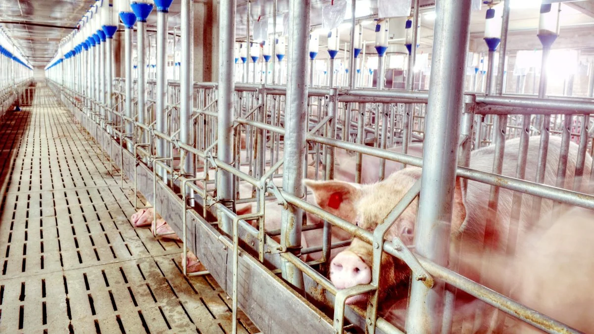 Amerikanske forskere har tilpasset en vaccine mod afrikansk svinepest til at vokse i en cellelinje. Dermed kan produktionen af den ske i stor skala. Foto: Colourbox