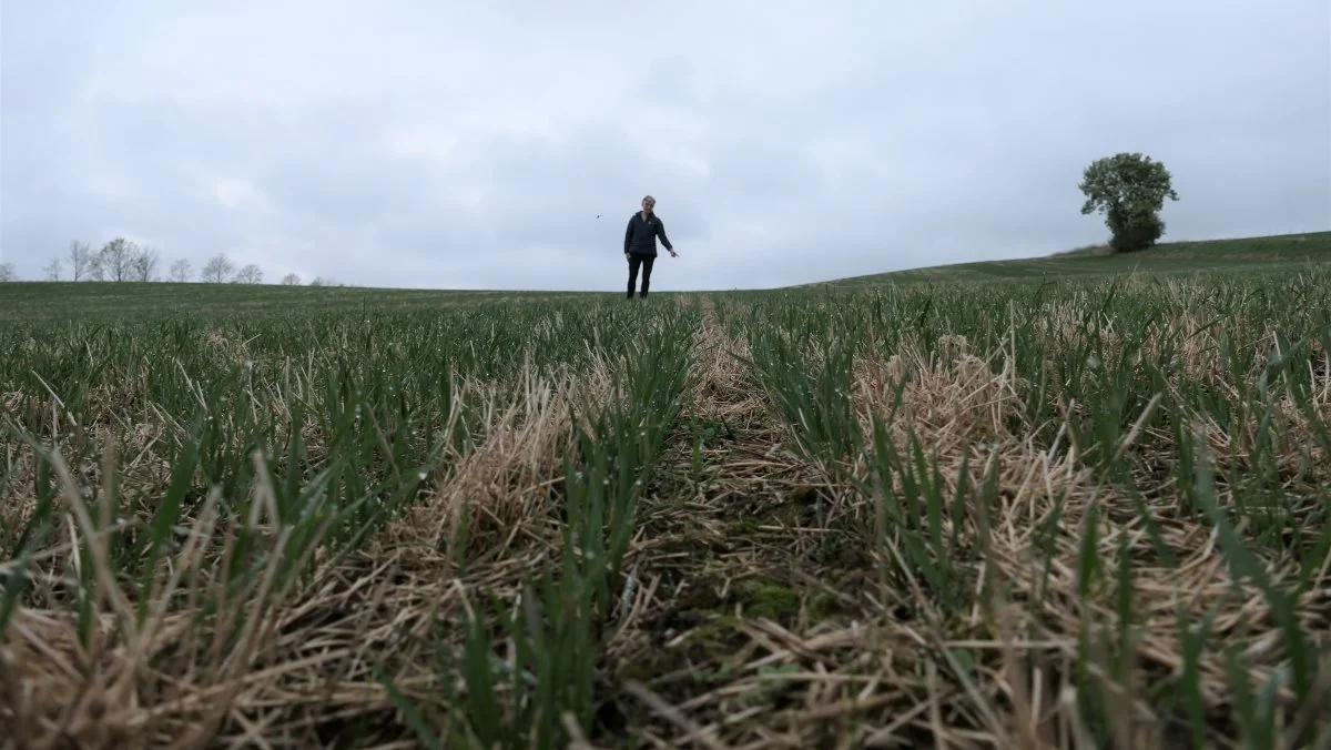 Her er hverken spring i rækkerne eller skyggen af erosion på de stærkt skrånende marker. Bente Andersen er særdeles godt tilfreds med CA-etablering af vårhveden på Svejstrup Østergård. Fotos: Bøje Østerlund