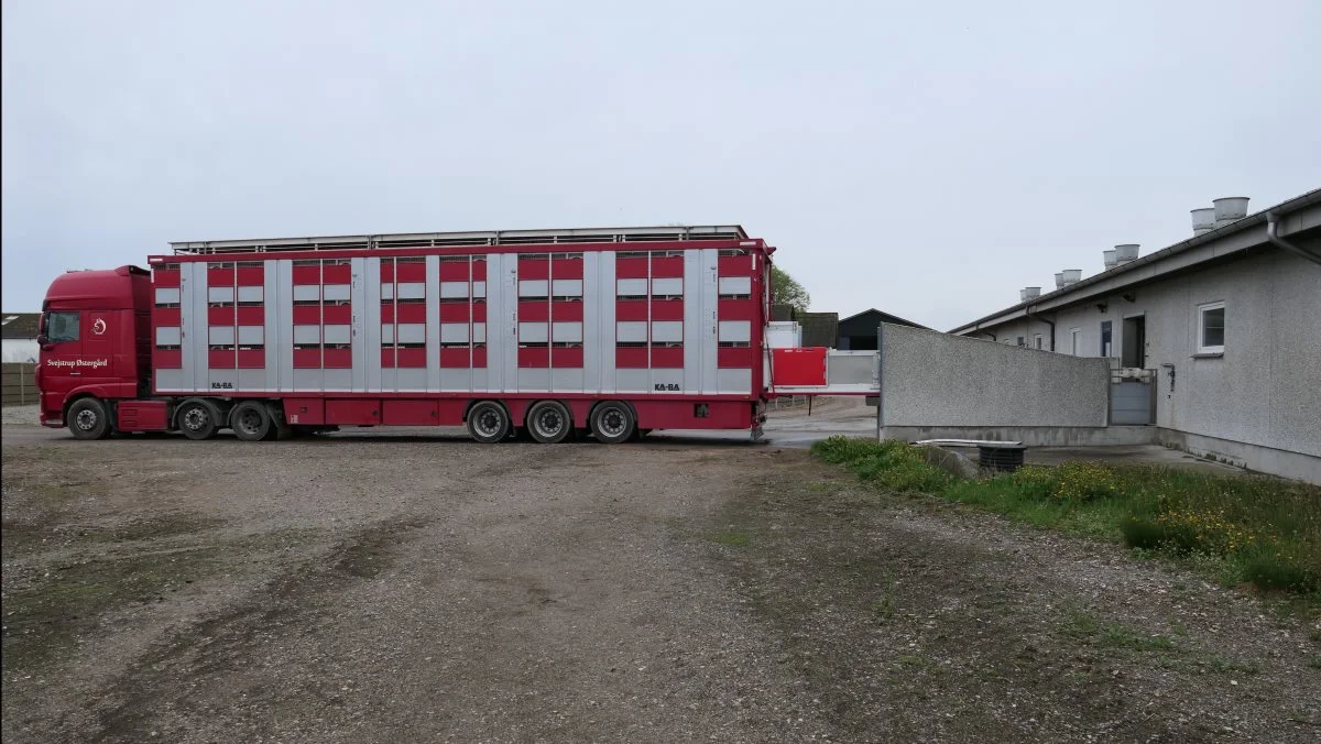 Direkte fra stien til bilen. Med egen grisetransporter sparer man på Svejstrup Østergård udleveringsrummet, og grisene kan forblive i samme kendte flok efter flytningen. Fotos: Bøje Østerlund